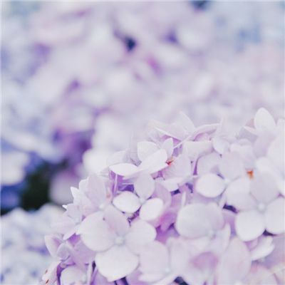 狂欢动物岛最新版